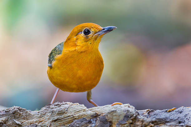 Orange-headed Thrush (Zoothera citrina) Orange-headed Thrush (Zoothera citrina)stair at us in nature at Khaoyai national park,Thailand orange headed thrush bird stock pictures, royalty-free photos & images