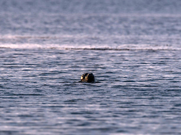 istock Grey Seal [Halichoerus grypus] 536457151