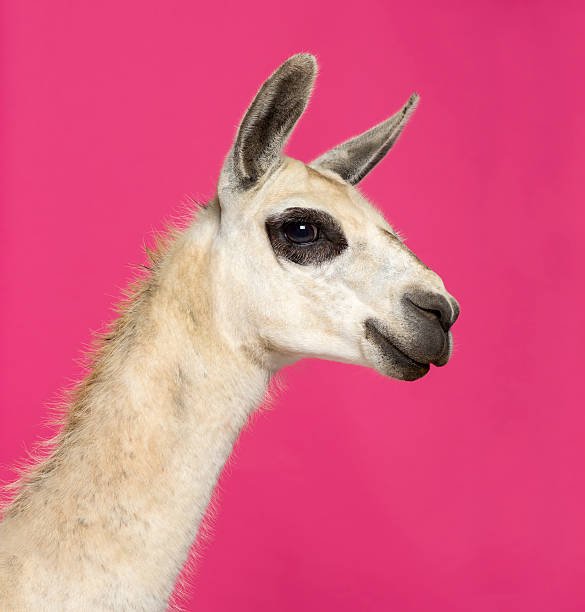 istock Close-up of a Llama in front pink background 536457675