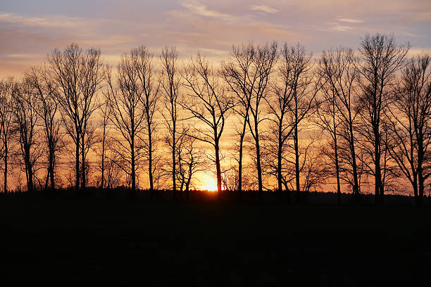 istock Sunset Behind A Row Of Trees 536457833