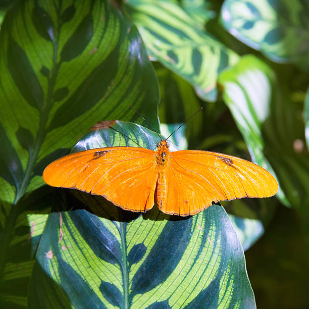istock Julia longwing butterfly Dryas iulia in leaf 536460097