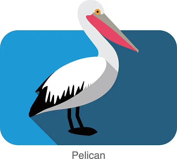Vector illustration of Pelican flat icon design, bird series