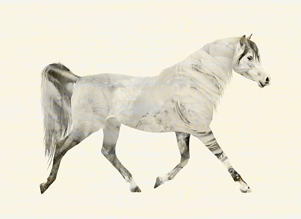 A colorful portrait, painted in watercolor, of the head of an arabian horse.