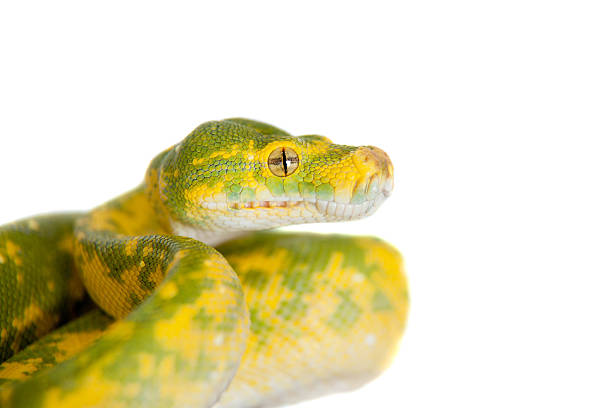 pitone arboricolo verde, chondros isolato su bianco - green tree python foto e immagini stock