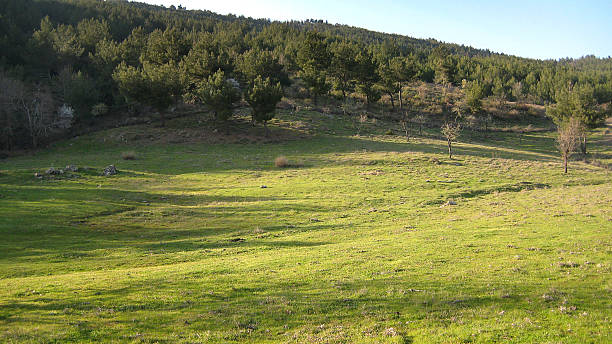 istock Calm Nature Meadow and Trees 536461433