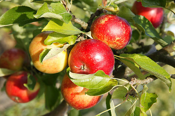 istock Red Apples In An orchard 536461727