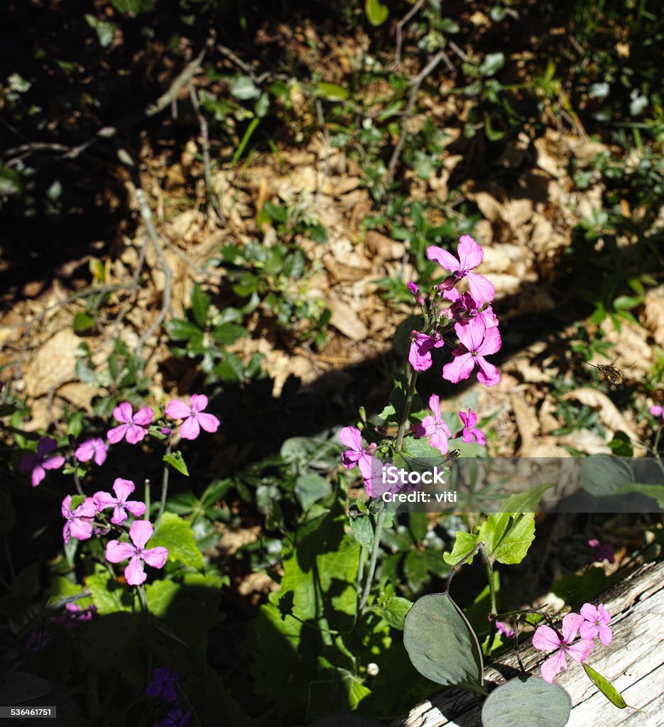 flower of lunaria flower of lunaria in a garden in la spezia 2015 Stock Photo