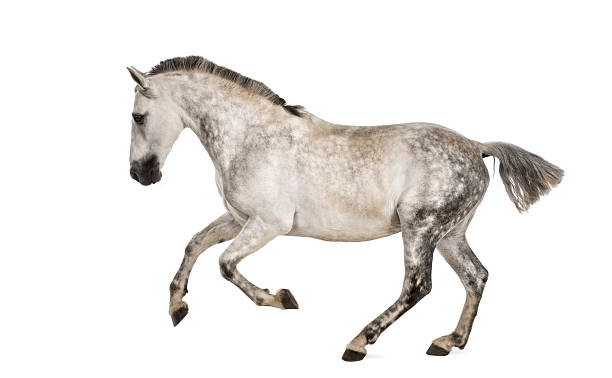 istock Andalusian horse galloping 536461967
