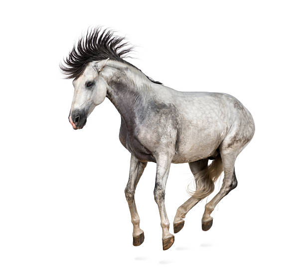 istock Andalusian horse kicking out 536461987