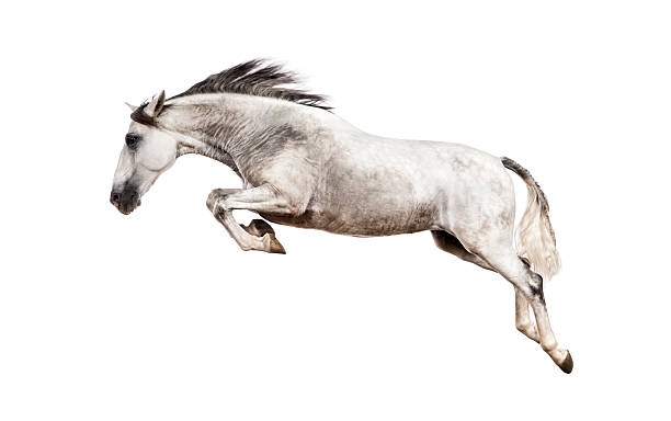 caballo andalús salto - caballo saltando fotografías e imágenes de stock