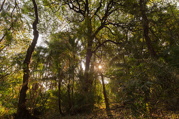 istock Indigenous forest at Victoria Falls 536462367