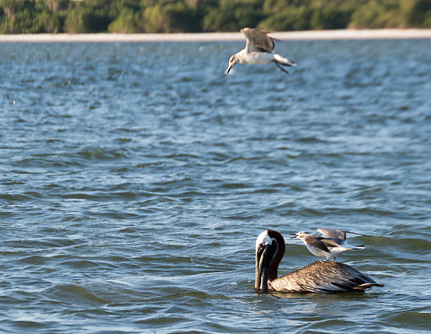 istock Seagull Catching a Ride on a Pelican 536469218