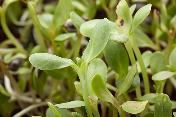 istock Nature green young sunflower sprout - macro 536474910