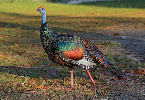 The ocellated turkey (ocellata meleagris) walking around the archaeological site of Tikal, Guatemala.