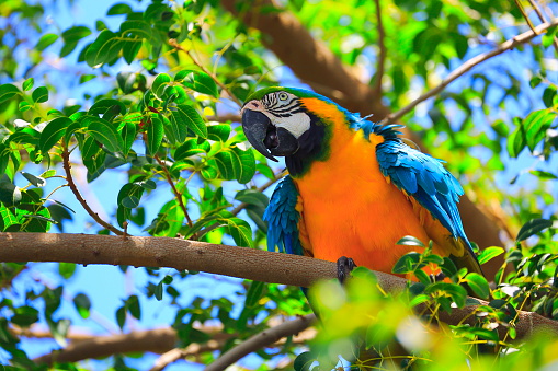 Blue and yellow macaw tropical bird, brazilian amazon rainforest wild