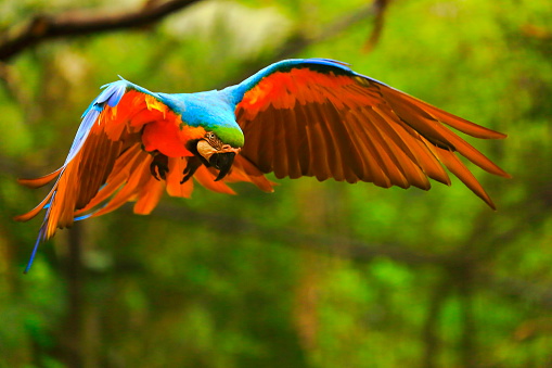 Blue and yellow macaw tropical BIRD flying attach, brazilian amazon rainforest