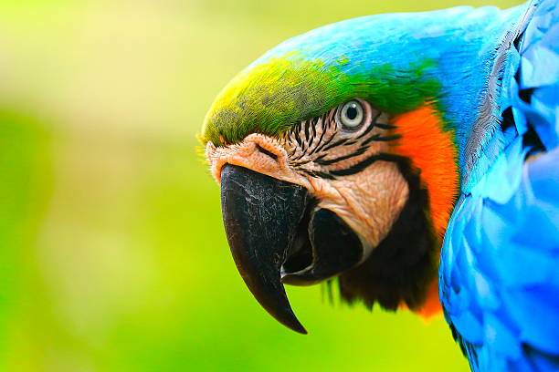 istock Blue and yellow macaw tropical BIRD, brazilian amazon rainforest 536501430