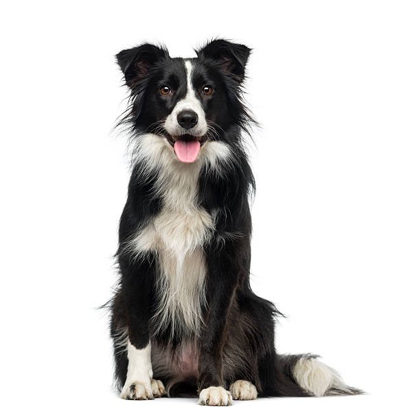 Border Collie Stock Photo - Download Image Now - Dog, Border Collie, Cut  Out - Istock