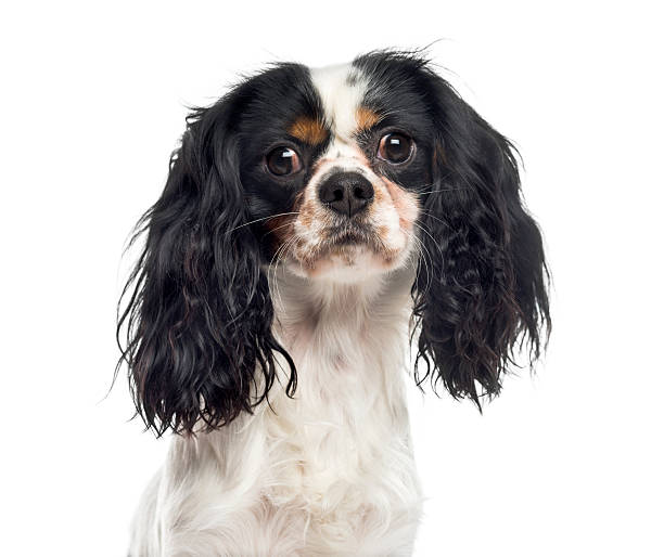 istock Close-up of a Cavalier King Charles Spaniel (1 year old) 536506177