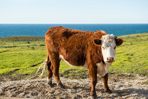 istock Cow near by the ocean 536506237