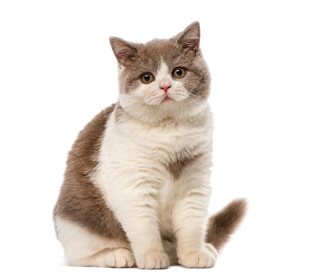 British shorthair