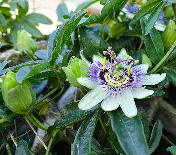 istock flower of passion fruit 536506967