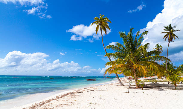 istock Beach in Saona Dominican Republic 536507013