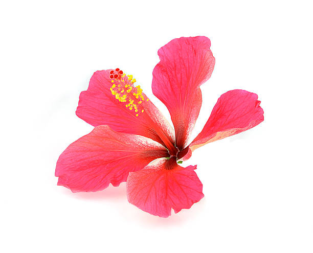 istock red hibiscus flower isolated on white background 536507369