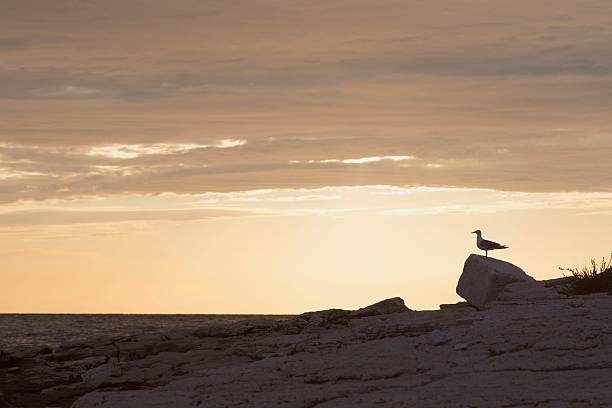 möwe auf den sonnenuntergang - siluete stock-fotos und bilder