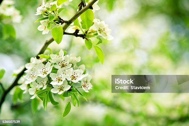 Closeup Spring Blossoming Tree Stock Photo - Download Image Now - 2015, Accidents and Disasters, Affectionate