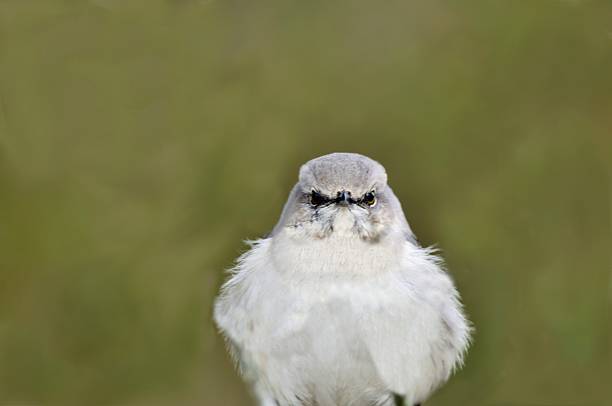 istock Angry Northern Mockingbird 536507911