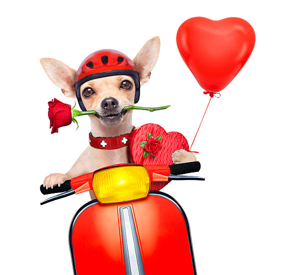 chien de saint-valentin - valentines day friendship puppy small photos et images de collection