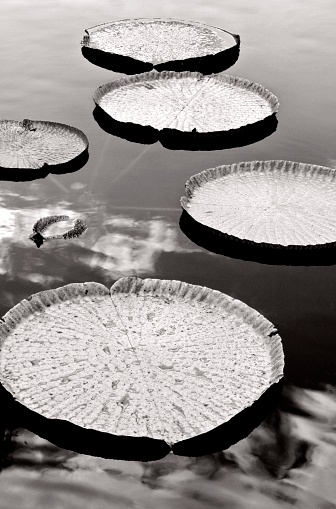 Giant lily pads reflected in the surface of a pond. Abstract pattern. Black and white.