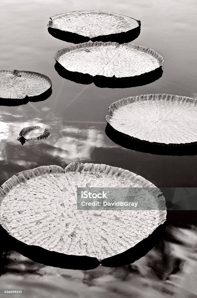 Giant Water Lilies on a pond. Black and white. Giant lily pads reflected in the surface of a pond. Abstract pattern. Black and white. Water Lily Stock Photo
