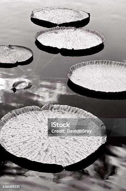 Giant Water Lilies On A Pond Black And White Stock Photo - Download Image Now - Water Lily, Black And White, Lake