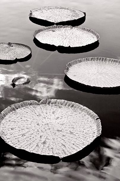 liliáceas gigante em um reservatório de água. preto e branco. - white water lily imagens e fotografias de stock