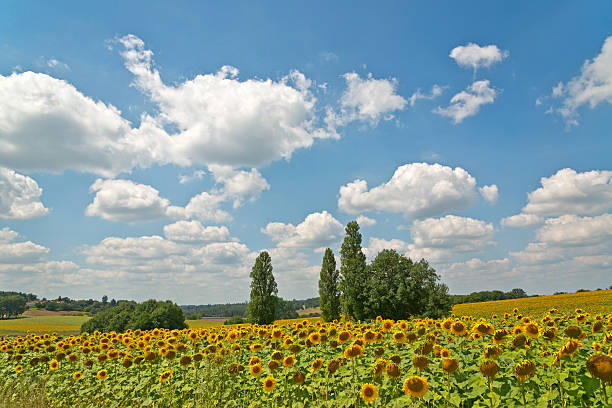 istock Scenic landscape with yellow sunflowers 536509665