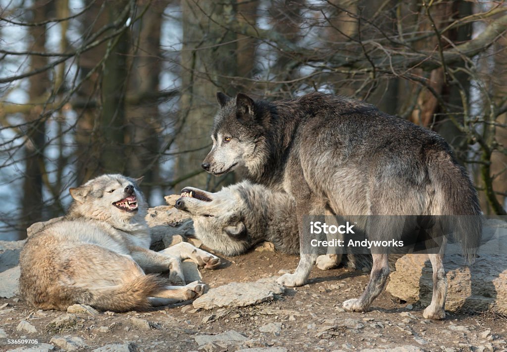 Canadian Timber Wolves - Lizenzfrei 2015 Stock-Foto