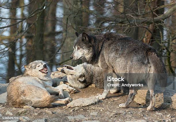 Canadian Timber Wolves Stockfoto und mehr Bilder von 2015 - 2015, Abenddämmerung, Aggression