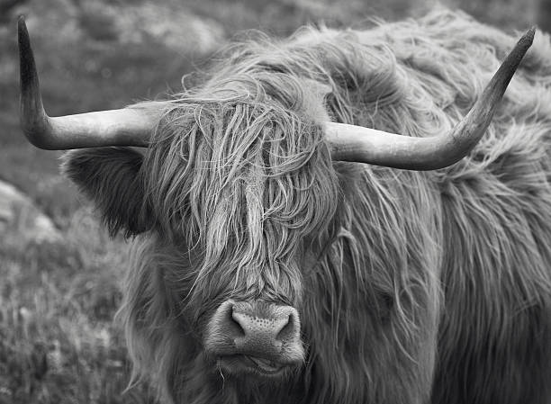 istock Scottish cow in Lewis isle. Hebrides. UK 536511937