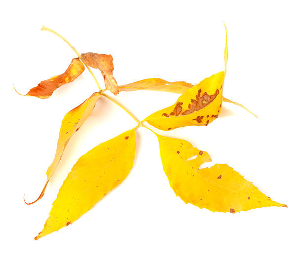 istock Dried yellow autumn leaf 536511989