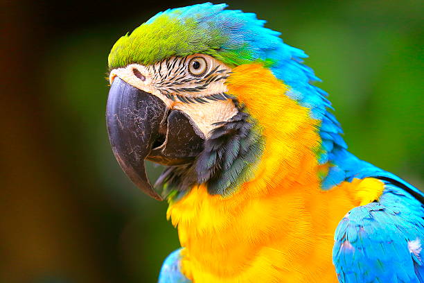 istock Blue and yellow macaw tropical BIRD, brazilian amazon rainforest 536545546