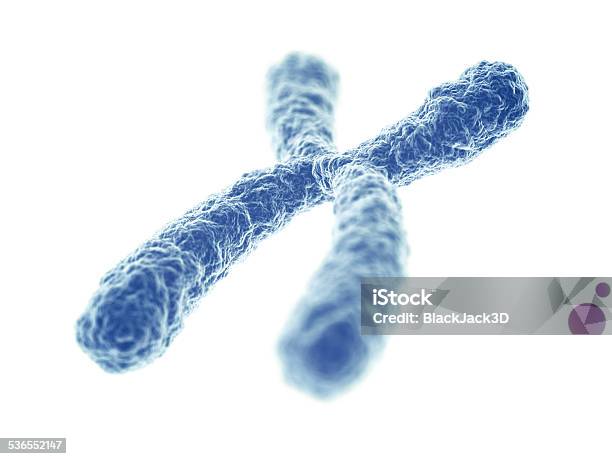 Chromosome Stock Photo - Download Image Now - Chromosome, White Background, DNA