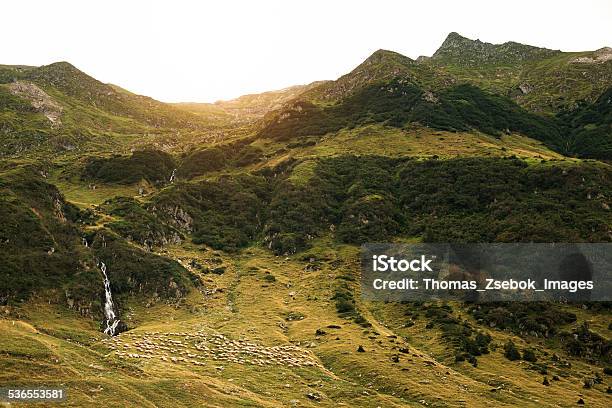Flock Of Sheep In Beautiful Mountains Stock Photo - Download Image Now - 2015, Agricultural Field, Agriculture