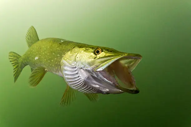 Pike in the lake with opened jaw