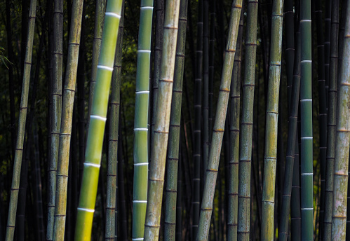 Green background with bamboo. Bamboo jungle - tropical forest texture. Asian design for zen culture tradition.