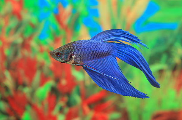 istock Betta splendens of blue color 536555177