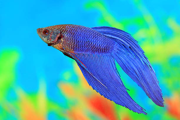 istock Male of Betta splendens 536555181