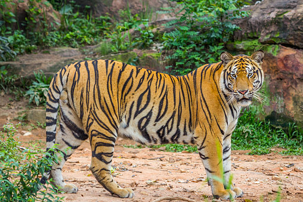 istock Full Bady of Royal Bengal tiger 536555329