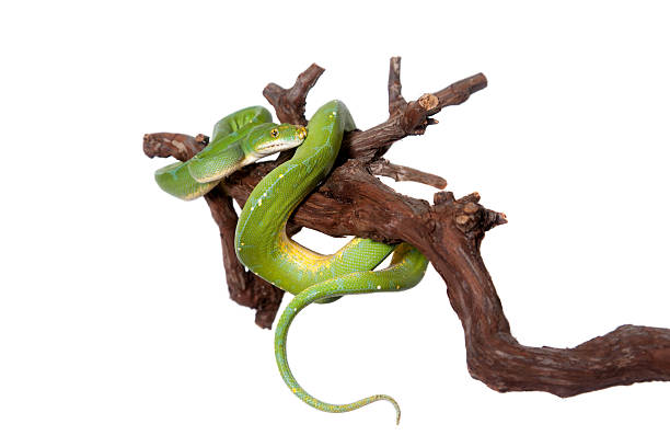 python vert, chondros isolé sur blanc - green tree python photos et images de collection